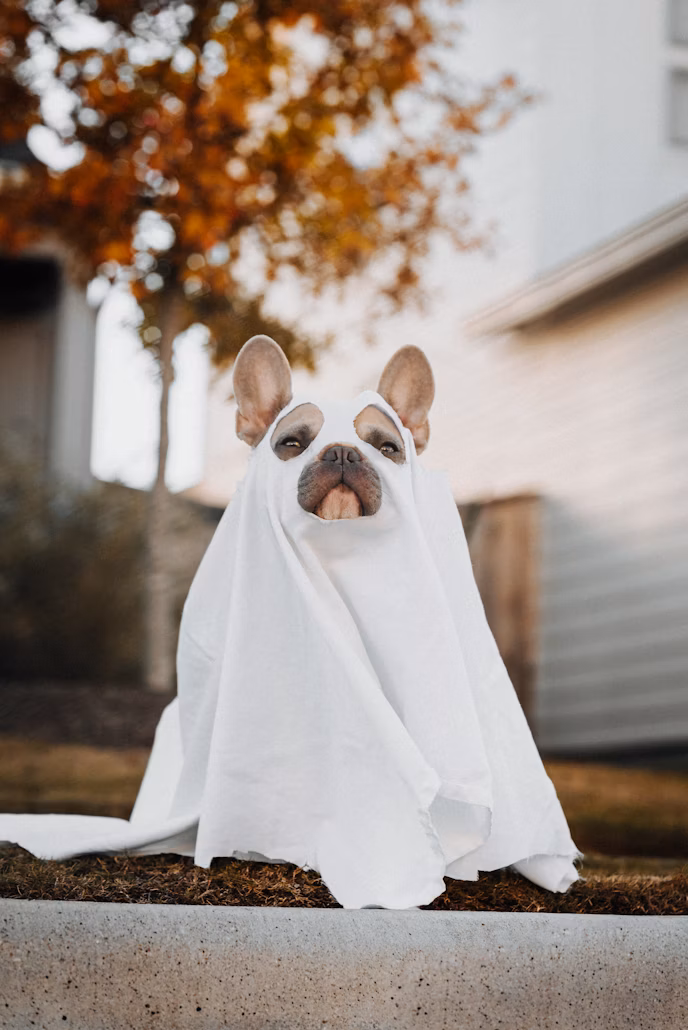 a dog in a white blanket dressed as a ghost